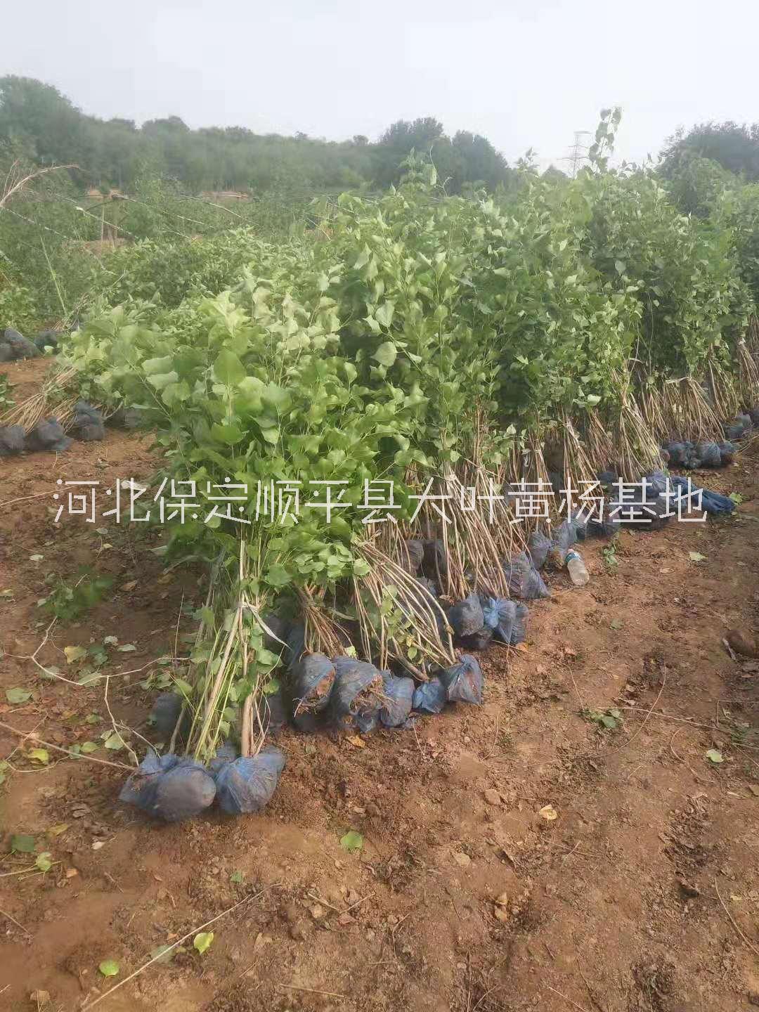 太阳李太阳李种植基地_批发