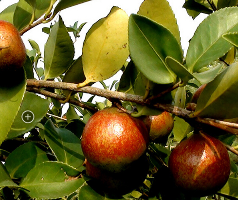 油油茶苗大量销售  油茶苗供应商 油茶苗生产厂家 油茶苗哪家好 油茶苗直销 油茶苗公司