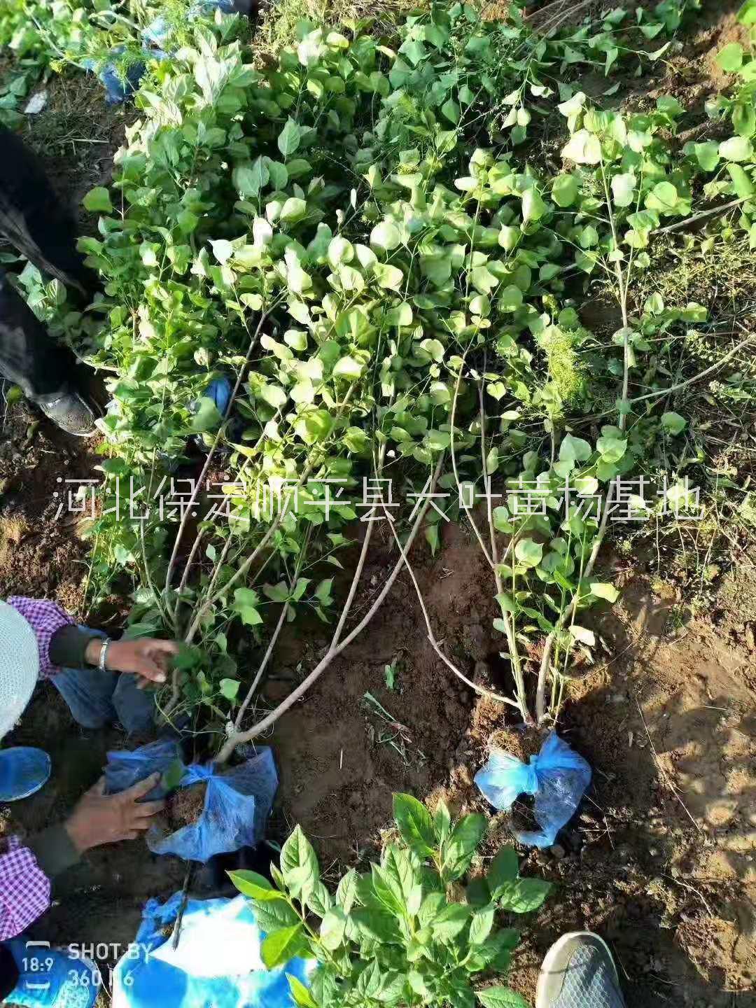 河北紫丁香苗批发价格/种植基地批发电话图片