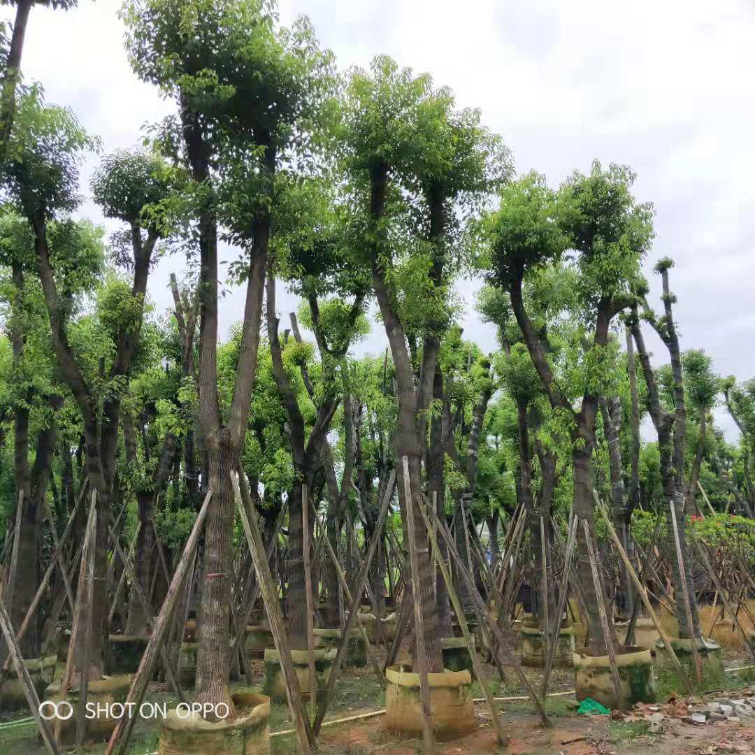 揭阳市香樟树厂家揭阳香樟树厂家供应  优质香樟树批发