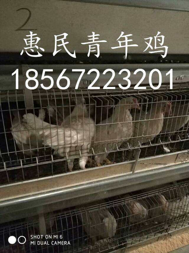 60天罗曼粉青年鸡体重