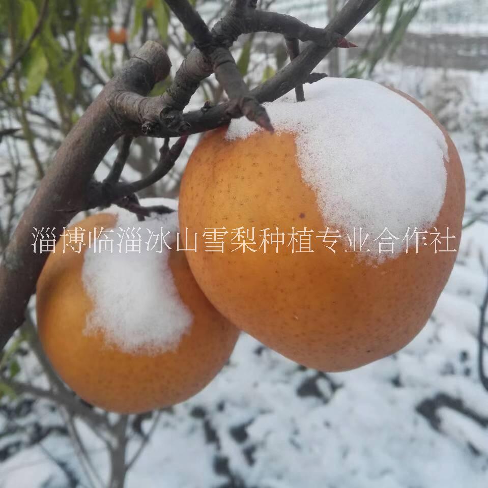 淄博临淄冰山雪梨种植专业合作社