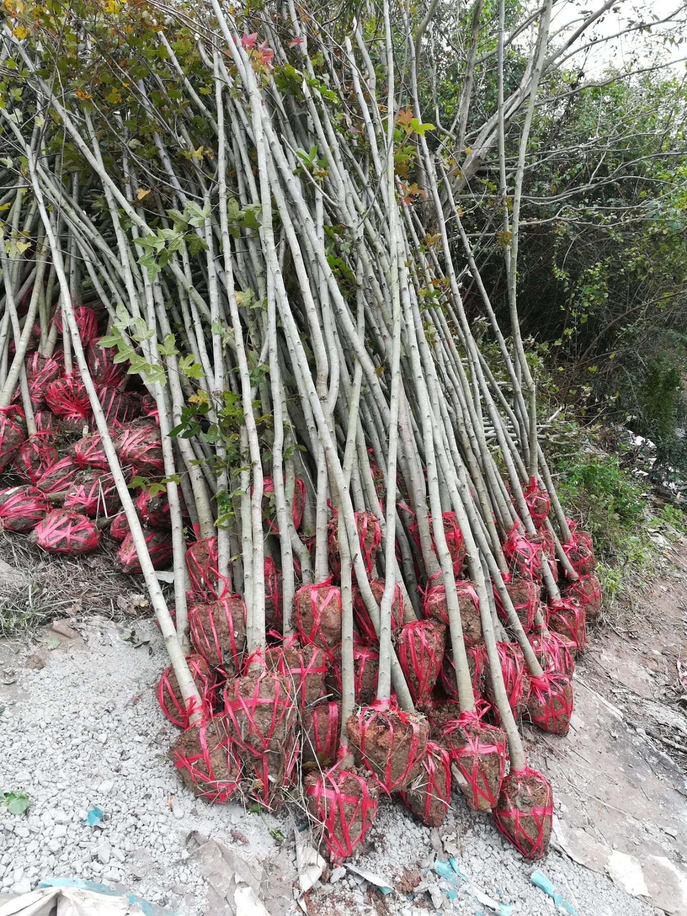 枫香树苗供应/枫香小苗价格/江西枫香价格/枫香苗木基地批发2-15公分枫香