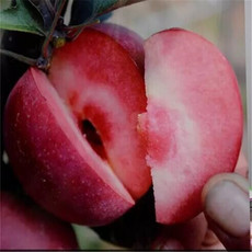 泰安市泰安苹果苗种植基地厂家泰安苹果苗种植基地-【山东泰安高新区北集坡凯硕园艺场】