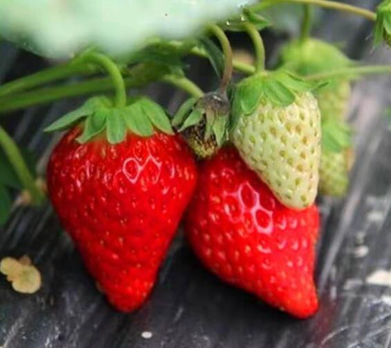四川哪里有草莓苗种植基地批发