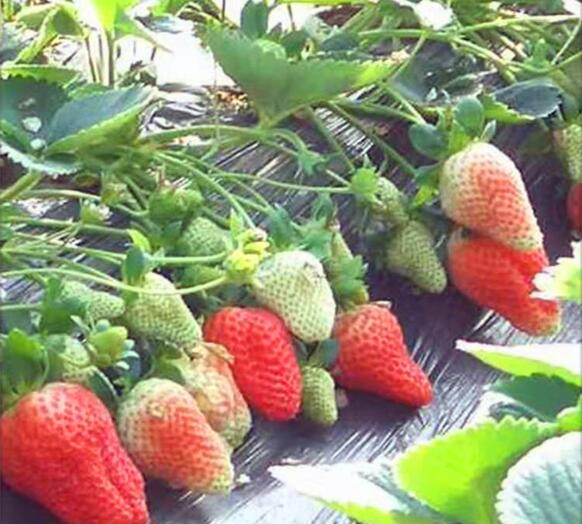 湖北哪里有草莓苗种植基地_湖北草莓苗批发价格表_【泰安高新区北集坡凯硕园艺场】