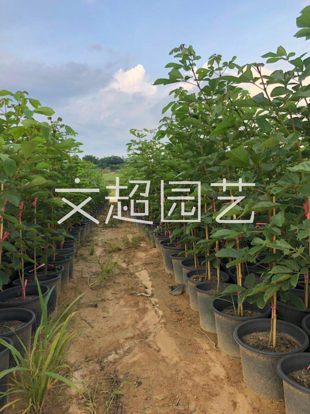 黄花风铃木图片