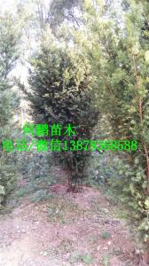 广西精品红豆杉-苗木种植基地批发报价价格图片