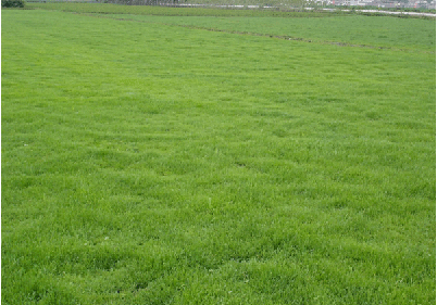 贵州马尼拉草坪批发，优质马尼拉草坪多少钱一方