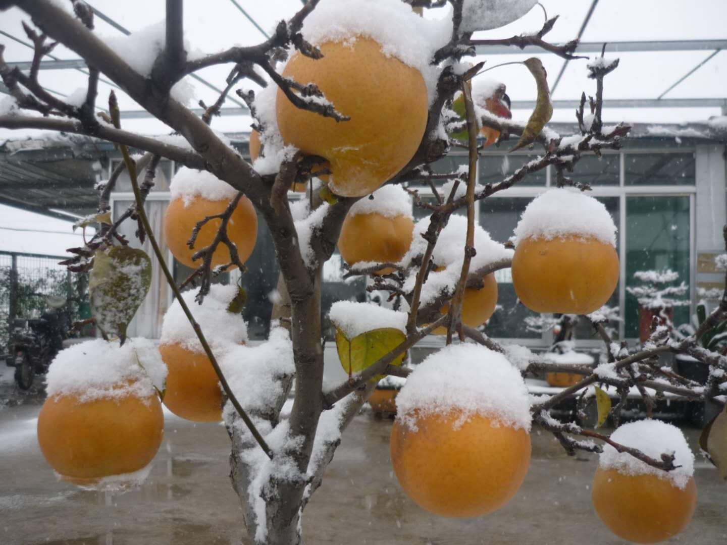 山东冰山雪梨批发