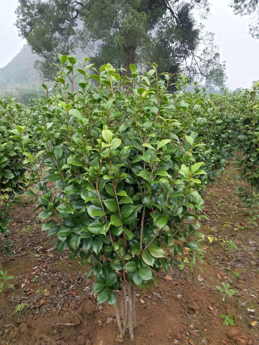 广西茶花球种植基地批发