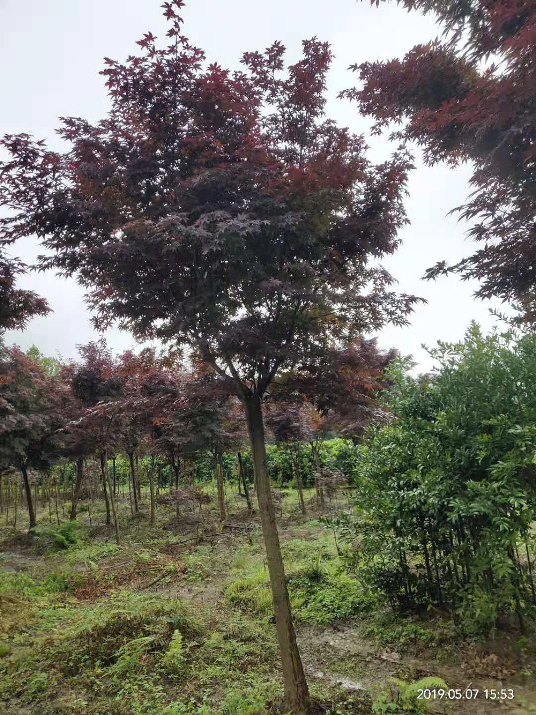 广西红枫树种植基地批发