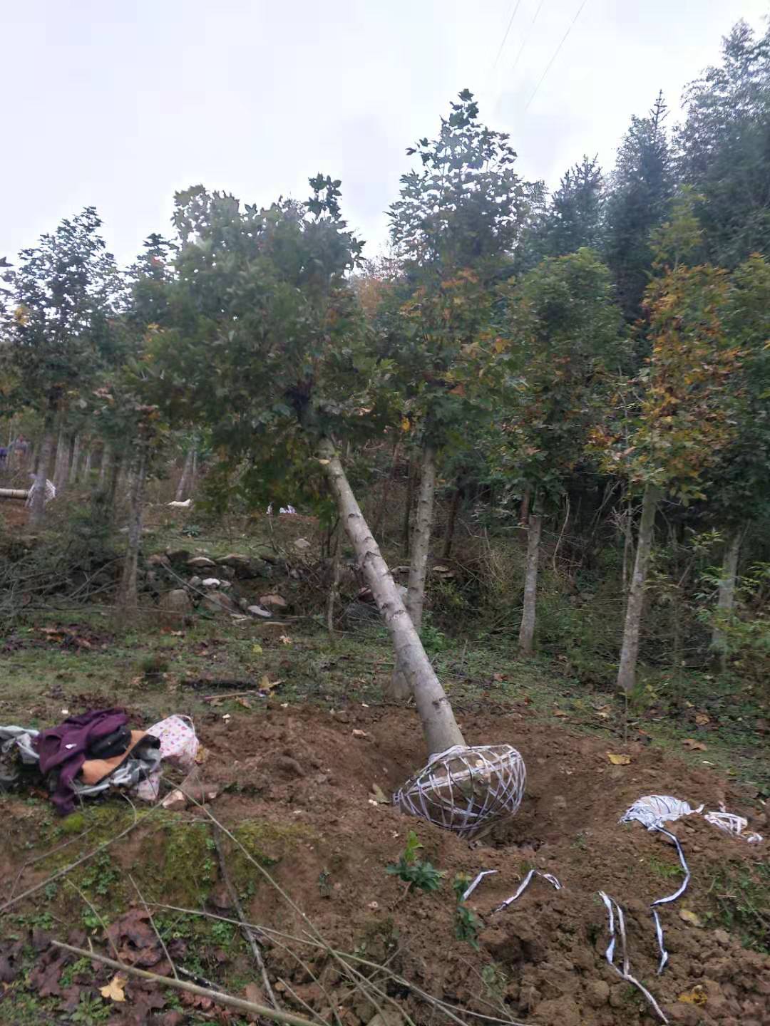 广西枫香树种植基地-广西桂林枫香树批发价格表【广西阳朔飞鹰苗木基地】