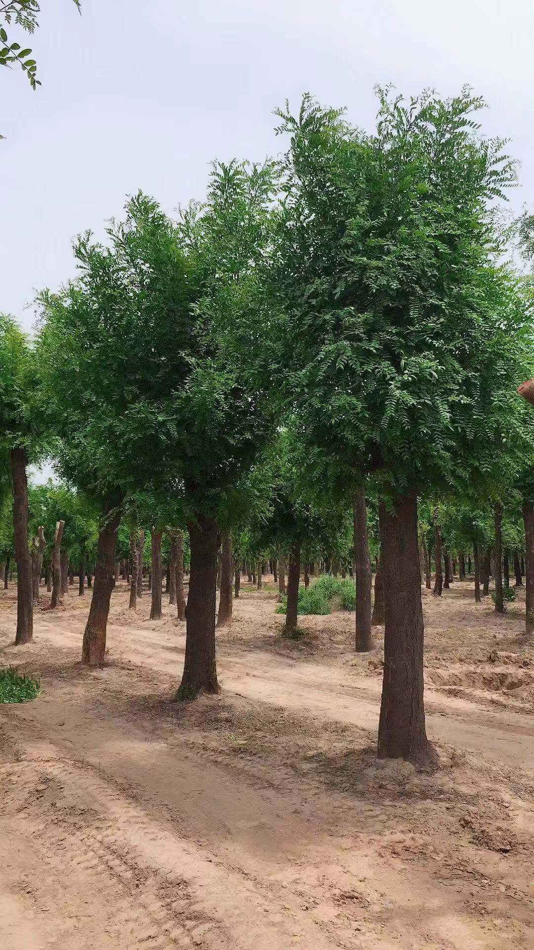 河北 18公分皂角树种植基地