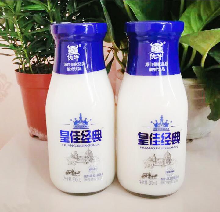 原味乳酸菌饮品 300ml*15原味乳酸菌饮品含乳饮料 儿童饮品玻璃瓶装 诚招代理加盟