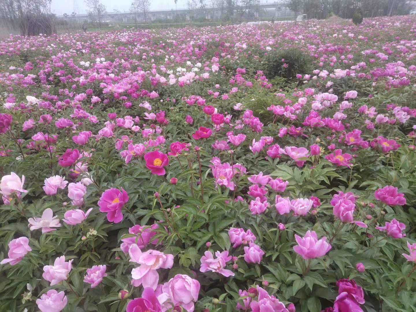 芍药苗 赤芍苗 白芍芽现挖现卖 一年两年芍药苗 赤芍苗芽 包成活白芍芽苗 芍药苗 赤芍苗 白芍芽