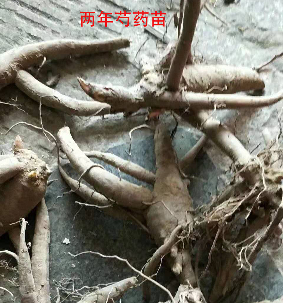 现挖现卖 一年两年芍药苗 赤芍苗芽 包成活白芍芽苗 芍药苗 赤芍苗 白芍芽