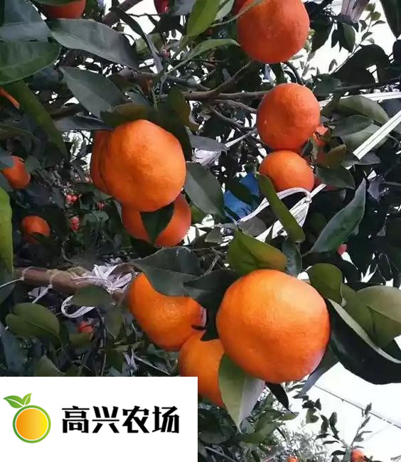 优质明日见柑橘苗 明日见枝条基地的批发价格图片