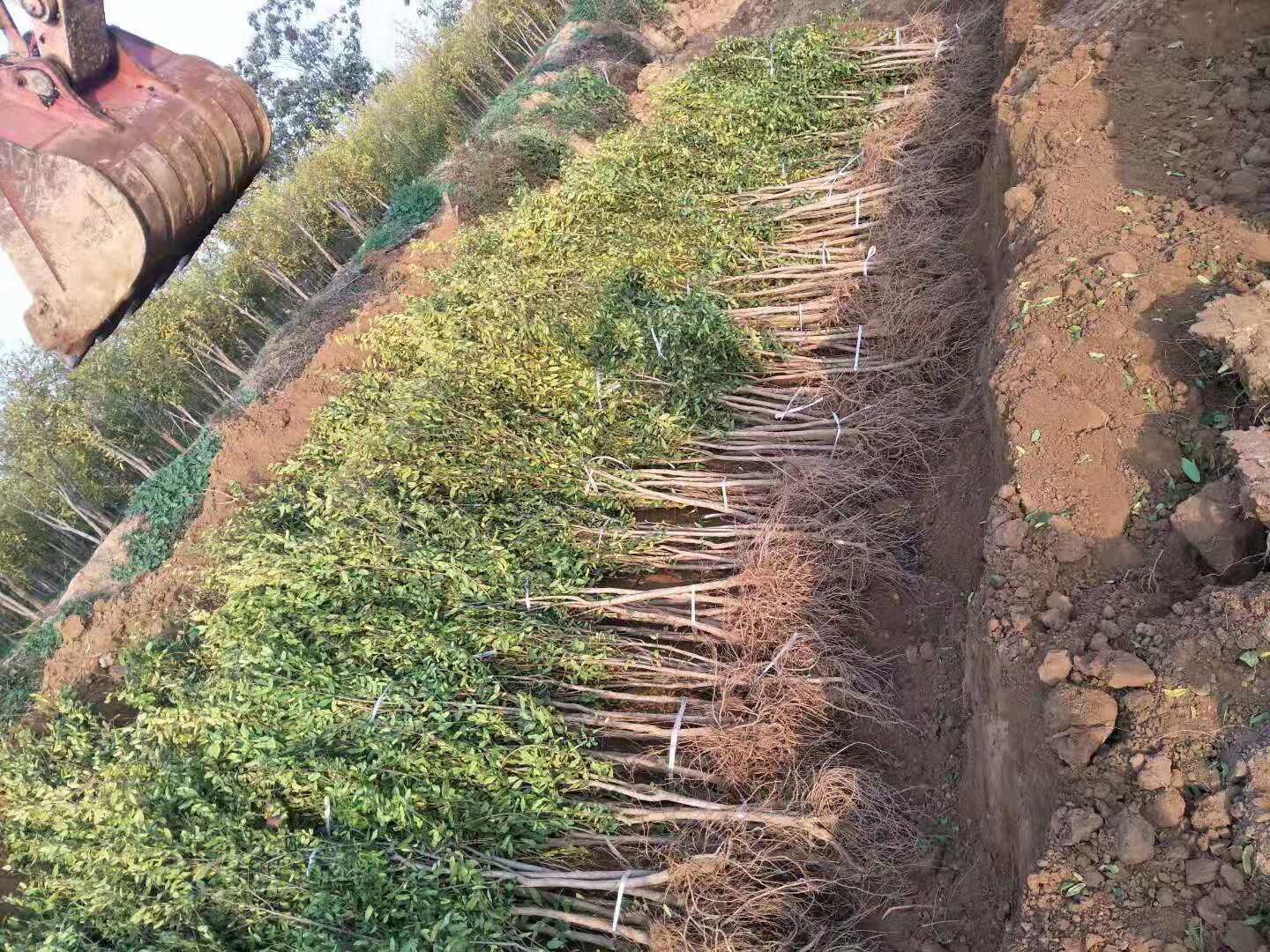 河阴软籽石榴树苗批发商—供应商—种植