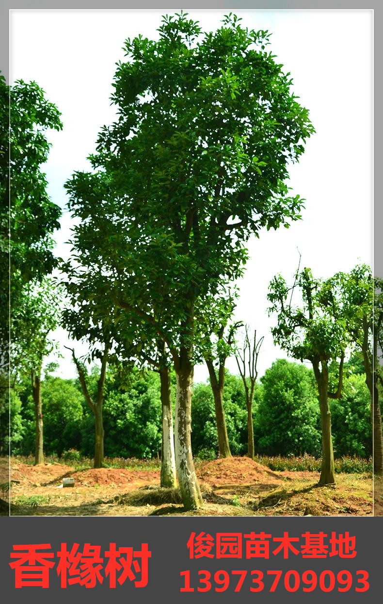 益阳香橼树种植基地，湖南益阳香橼树批发，湖南香橼树批发图片