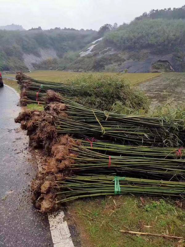 湖北刚竹一手供应商-刚竹批发价格-刚竹种植基地