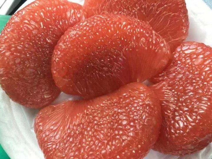 漳州市福建泰国红宝石青柚苗价格厂家