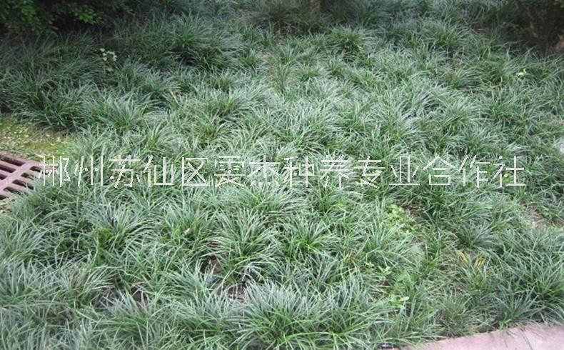 湖南郴州玉龙草价格，批发，种植基地【郴州苏仙区雯杰种养专业合作社】