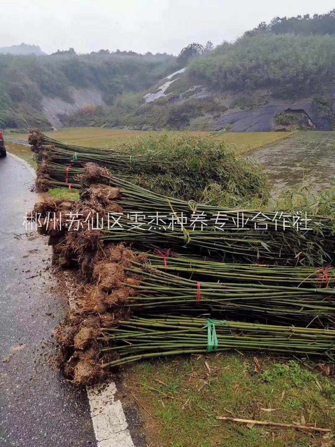 湖南刚竹一手批发商-湖南刚竹种植基地-刚竹销售价格