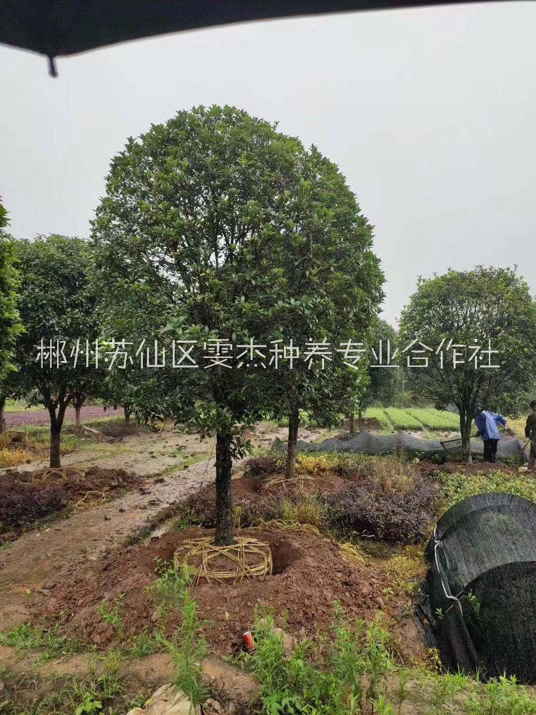 湖南桂花一手批发商-供应-价格-基地直销