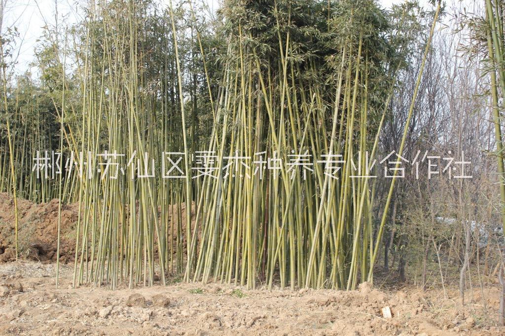 湖北刚竹一手供应商-刚竹批发价格-刚竹种植基地