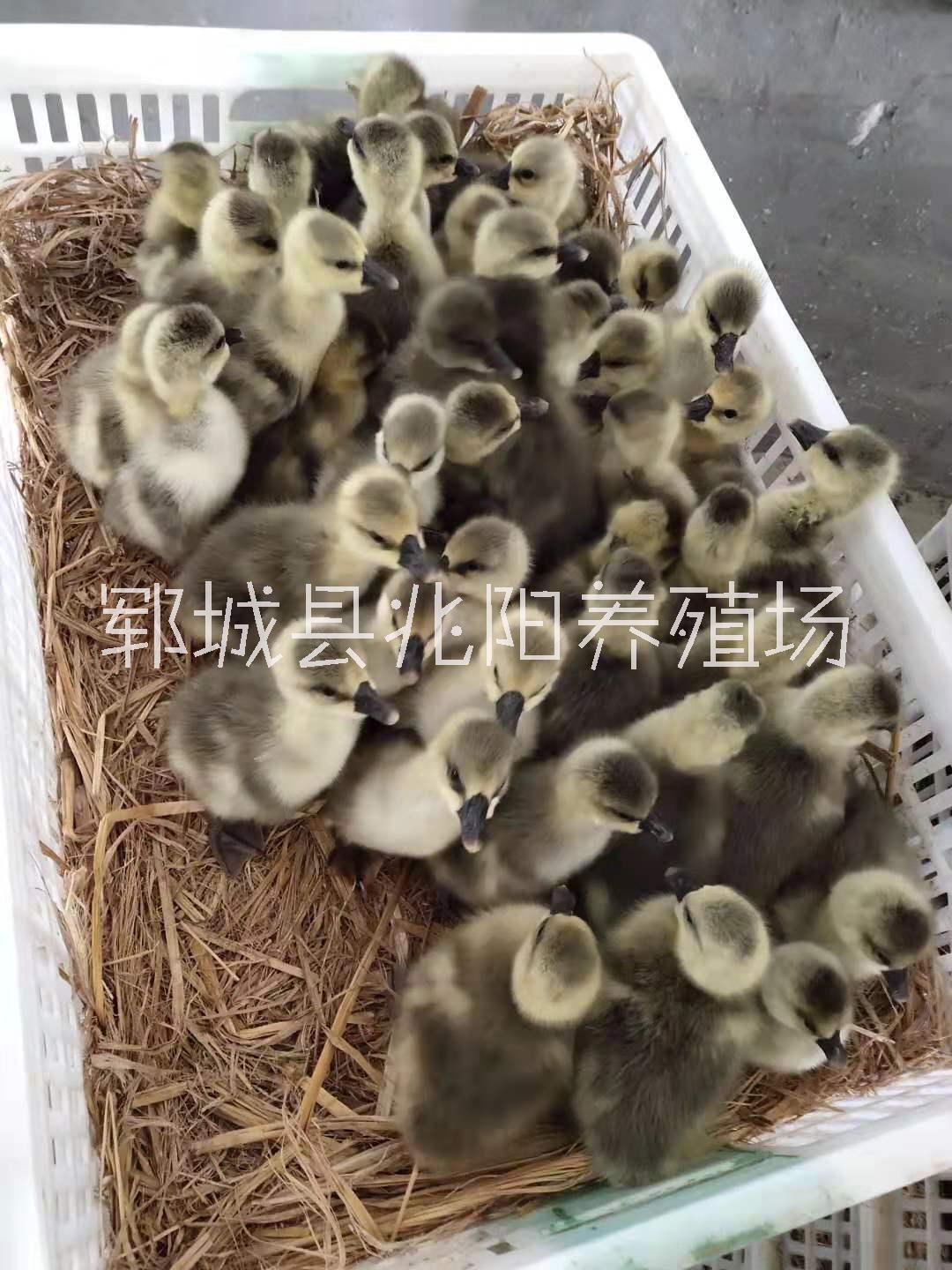 皖西白鹅市场价批发报价【郓城县兆阳养殖场】