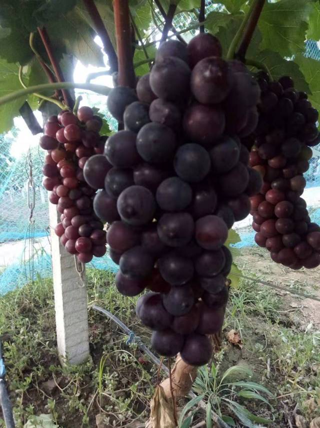 夏黑葡萄上市了