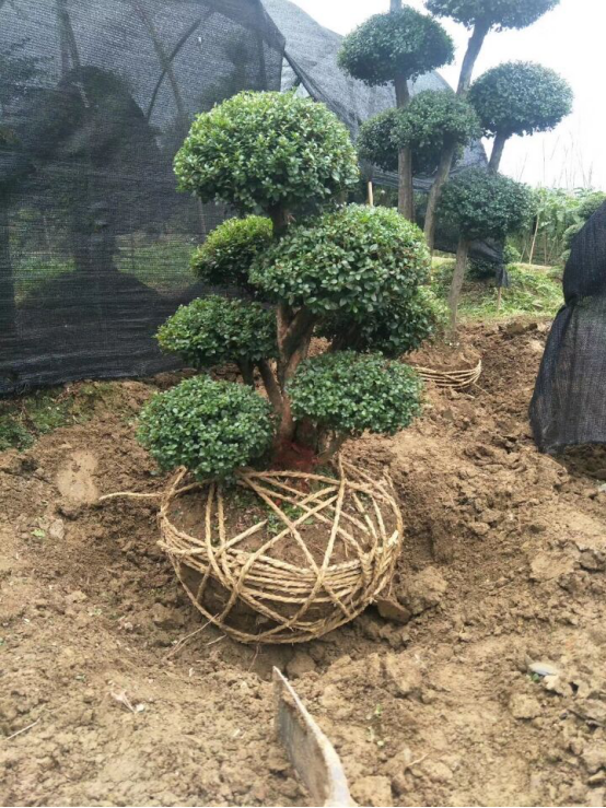 湖南多杆造型赤楠种植基地湖南多杆造型赤楠种植基地-湖南多杆造型赤楠批发价格-【湖南富兴花木基地】