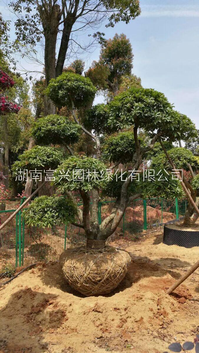 湖南造型杨梅市场价格30公分造型杨梅哪里便宜苗圃造型杨梅价格图片