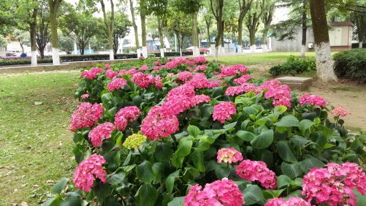 青岛市绣球花厂家直销,青岛市绣球花批发市场,青岛市绣球花养殖,青岛市绣球花图片,青岛市绣球花价格