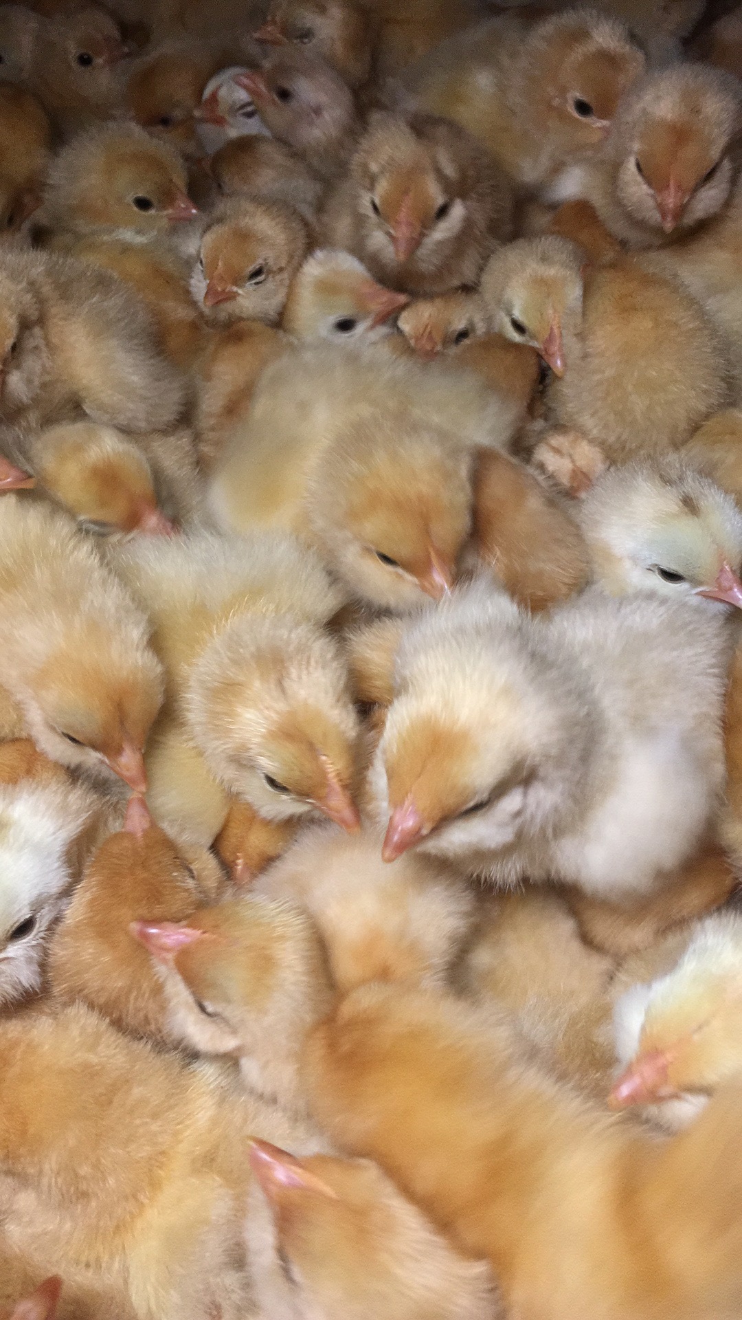 全年供应黄脚黄羽高产绿壳蛋鸡苗(苏禽一代新品种)，110天开产蛋图片