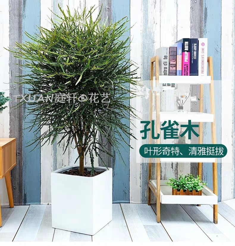 广州植物租赁公司--您身边的园艺专家,业务有植物租赁,植物销售, 植物出租，绿植租赁,欢迎来电咨询! 孔雀木图片