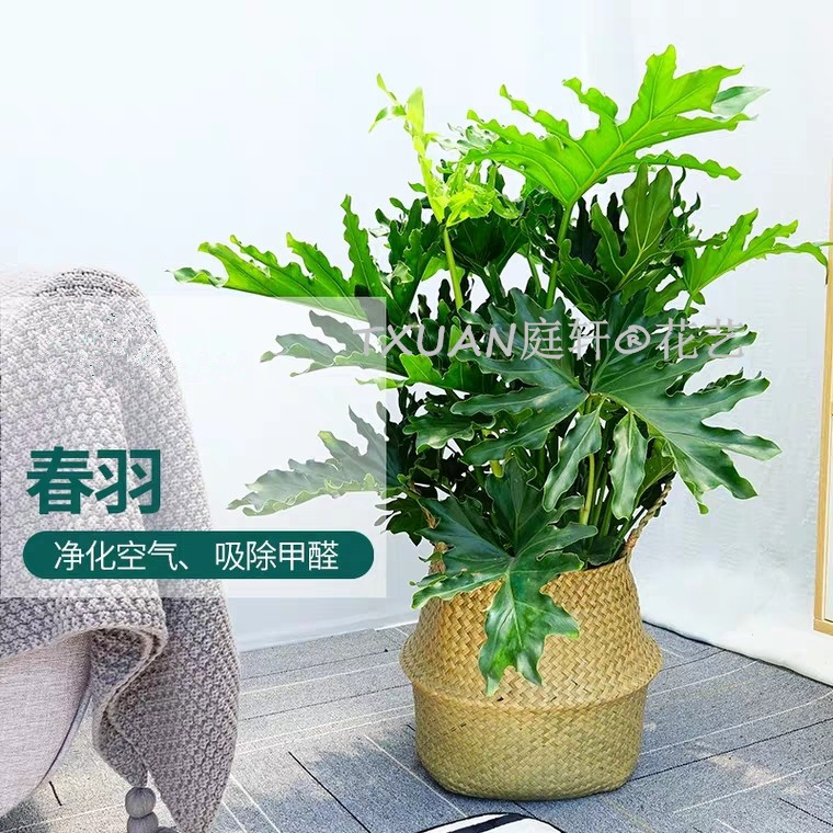 TXUAN庭轩®花艺主要从事于室内外观叶植物出租、花卉租赁、盆景租摆、花木租售、花草租摆、植物租赁、欢迎来电咨询! 春羽