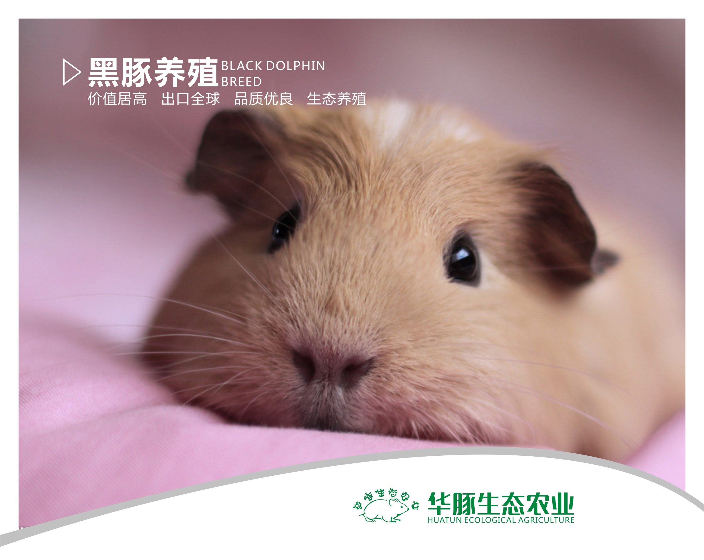 华豚生态农业彩豚鼠的养殖技术2019华豚生态农业彩豚鼠的养殖技术