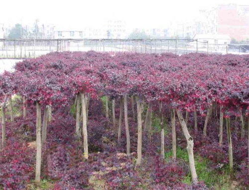 湖北批发红花继木基地_红继木种植基地