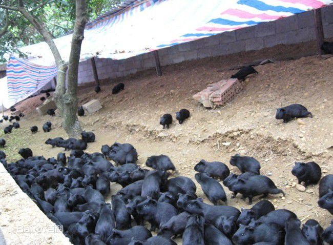 华豚生态农业把猪圈改造后养黑豚批发