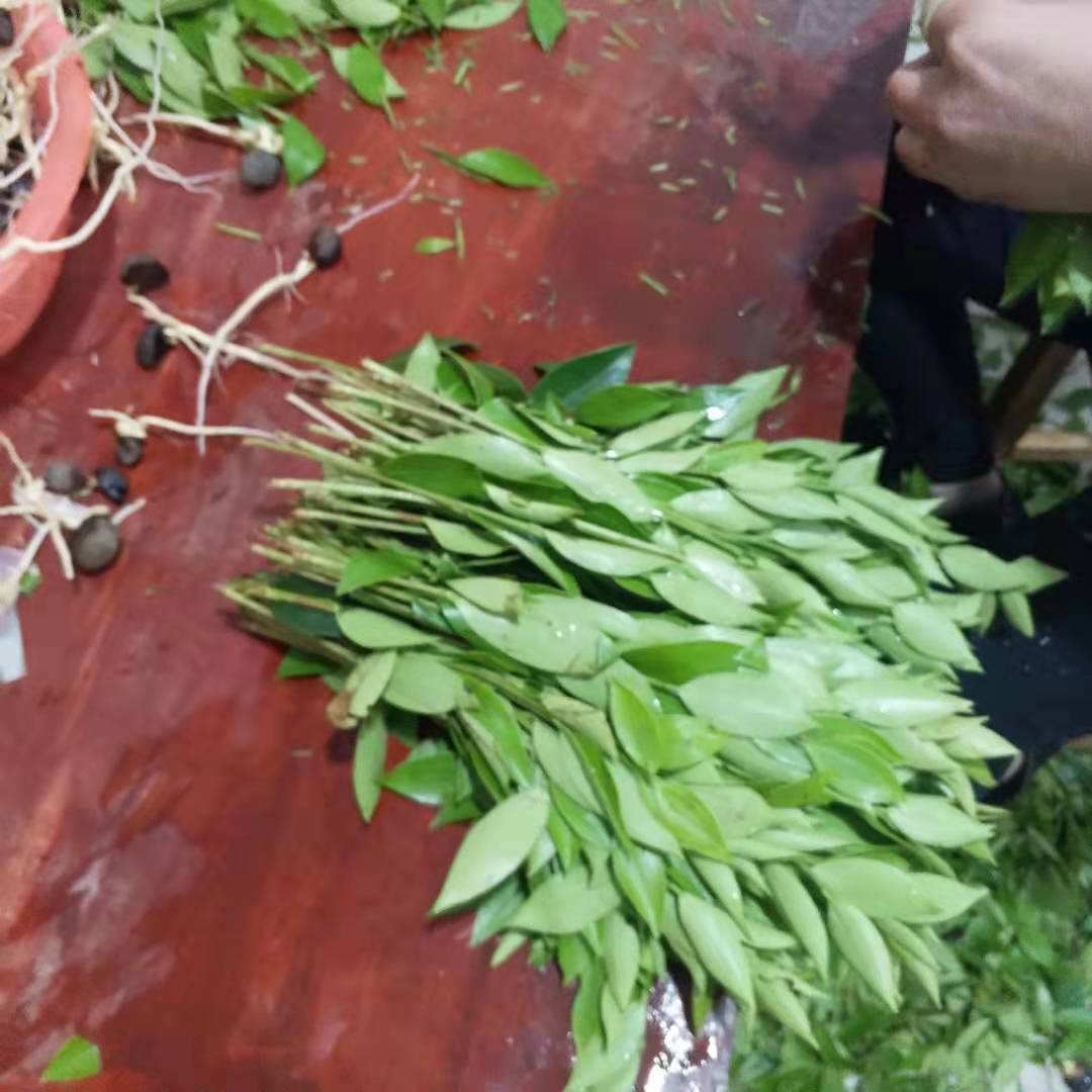 茶苗价格，茶苗种植基地，湖南茶苗种植批发