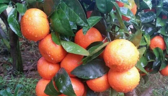 湖南无核新诺柑橘苗厂家批发价格