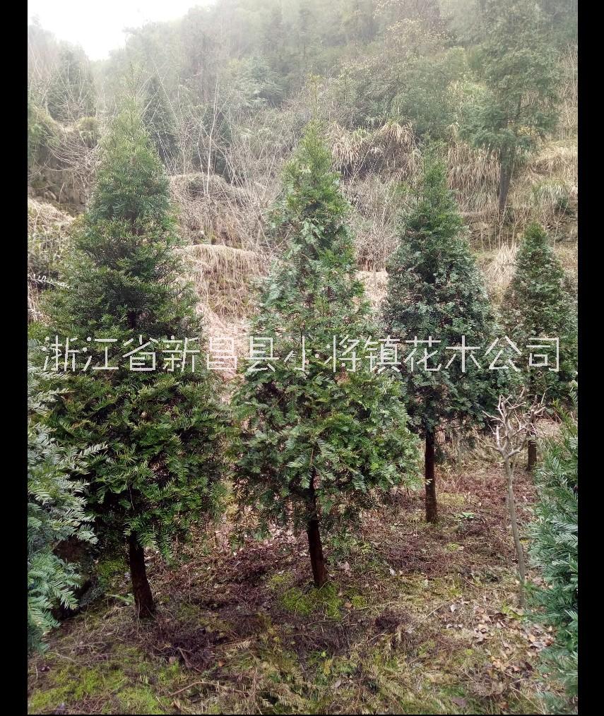 红豆杉，浙江红豆杉图片
