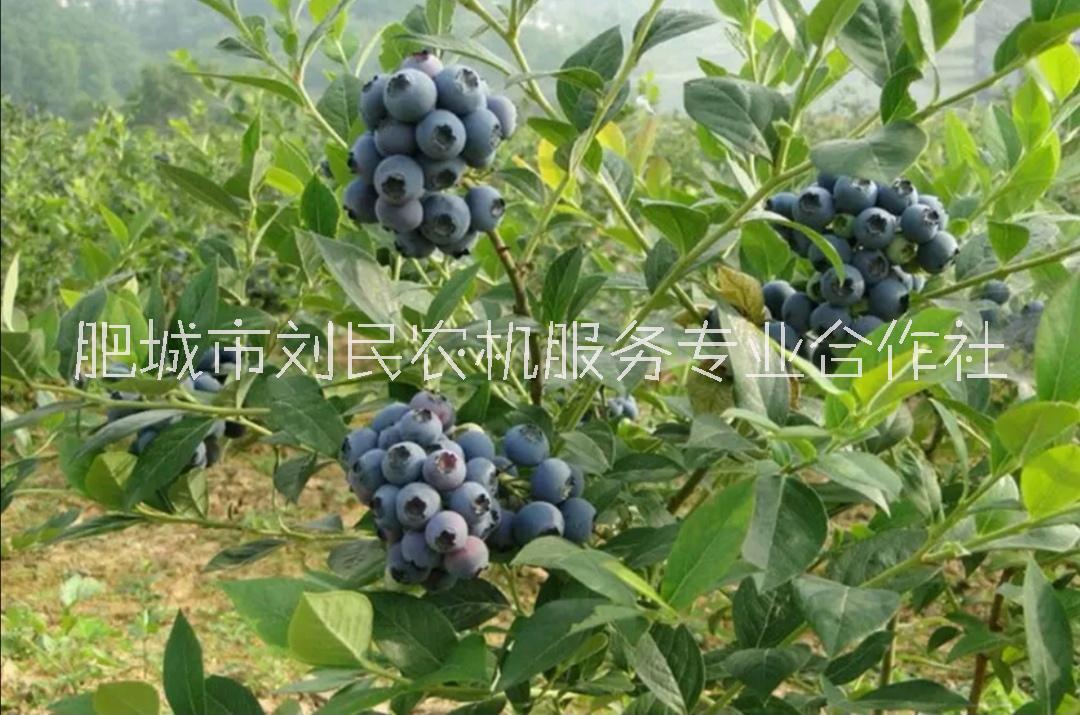 莱格西蓝莓苗 莱格西果实 蓝莓价值 蓝莓培育