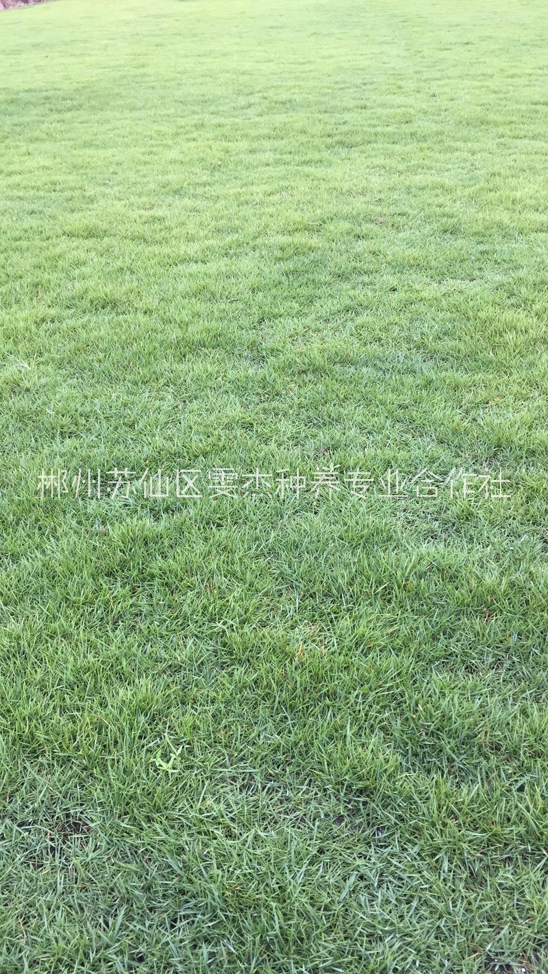 优质马尼拉草皮价格、电话、供应商【郴州苏仙区雯杰种养专业合作社】