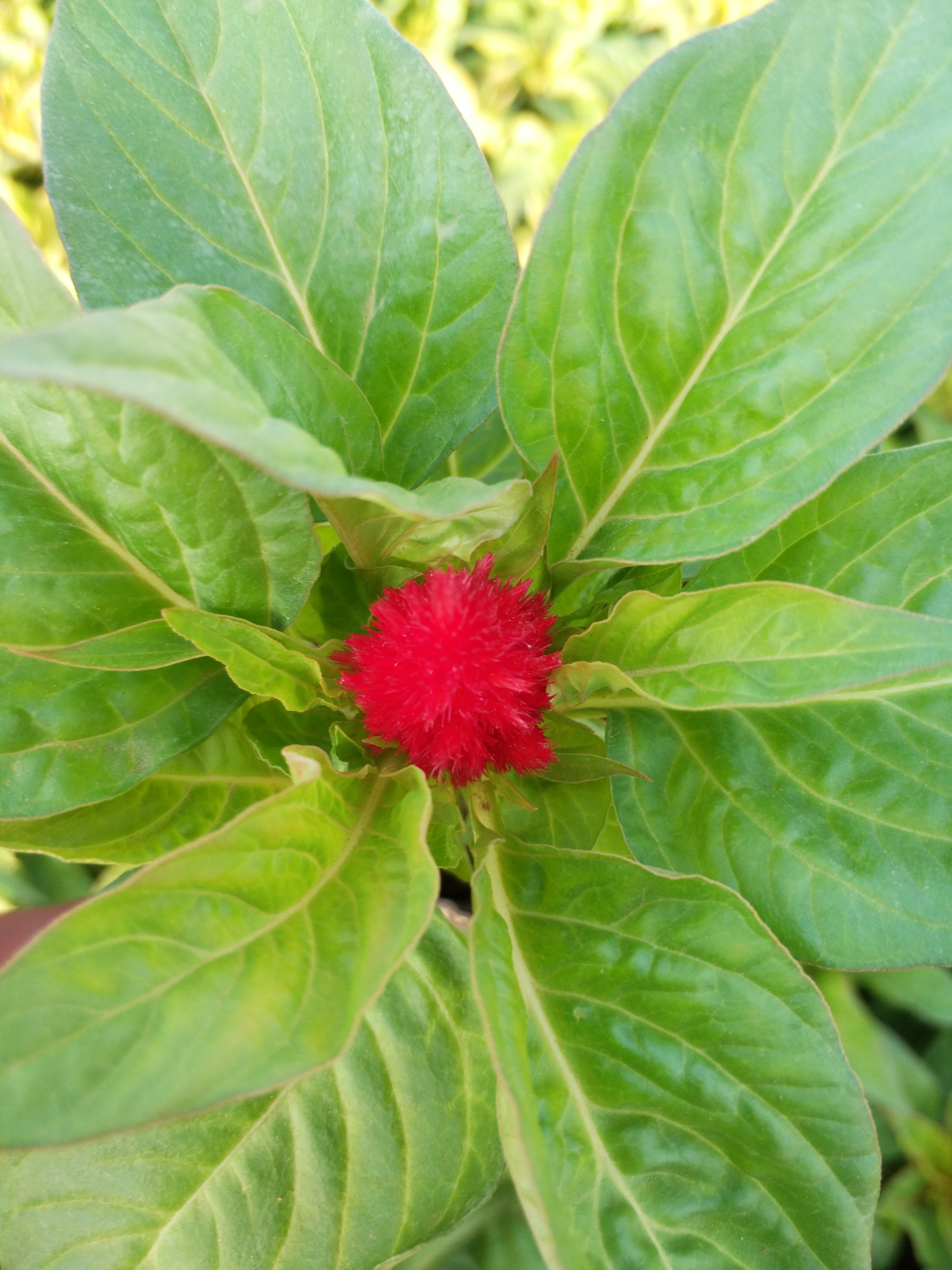 鸡冠花种植基地，鸡冠花大量供应，青州鸡冠花批发，鸡冠花销售图片