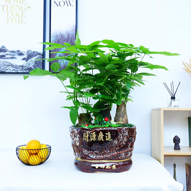 武汉针葵盆栽棕榈海枣热带大叶风情树种，室内外办公室展厅刺葵图片