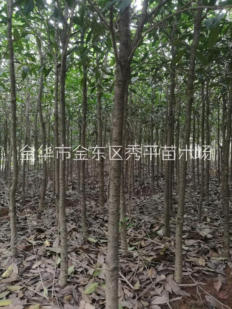 桂花树种植厂家供应批发