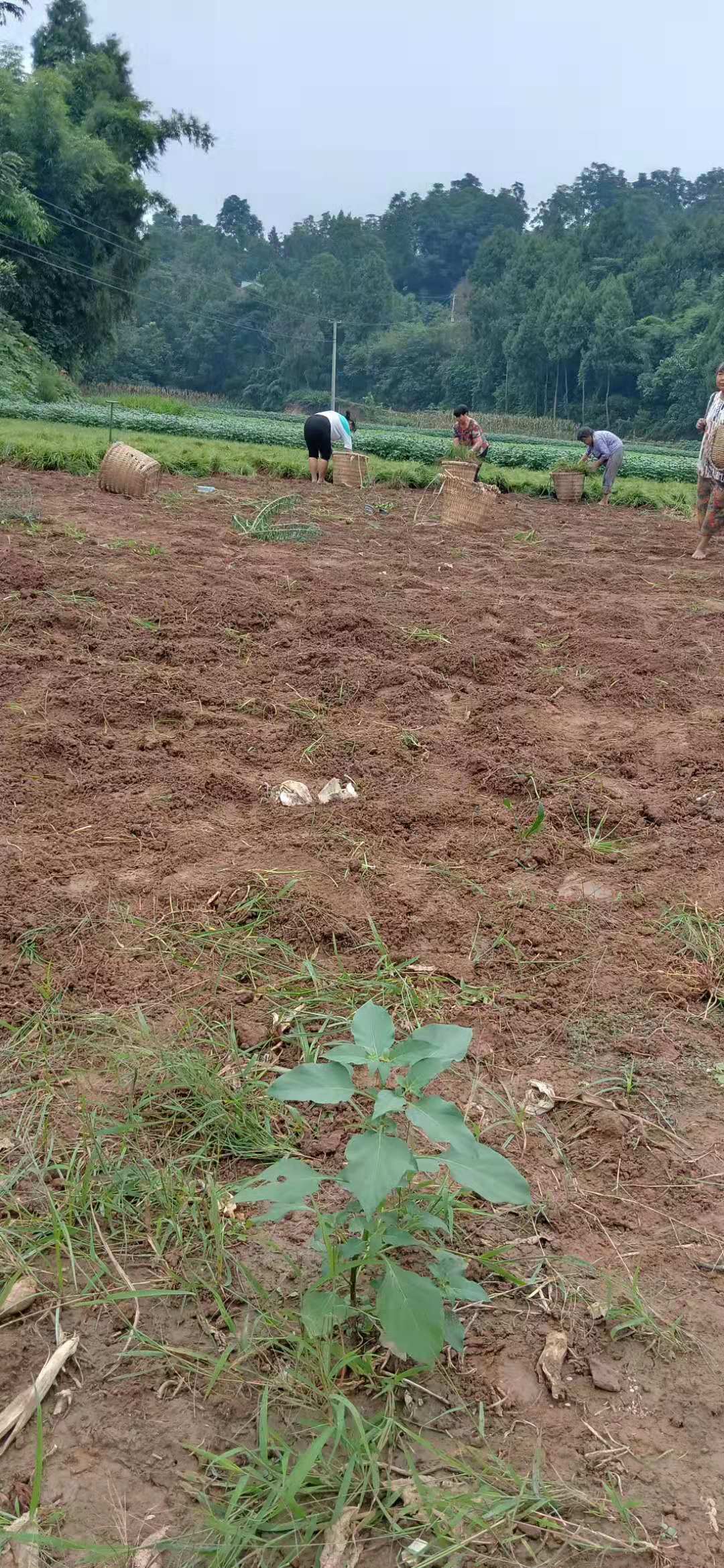 成都市泸州麦冬草厂家泸州麦冬草种植技术，泸州麦冬草种植基地，泸州麦冬草种植批发价格